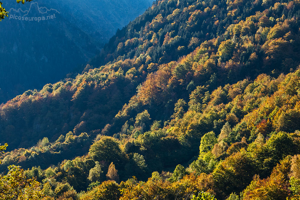 Foto: Bosques de Sant Joan de Toran, Vall d'Aran, Pirineos, Catalunya